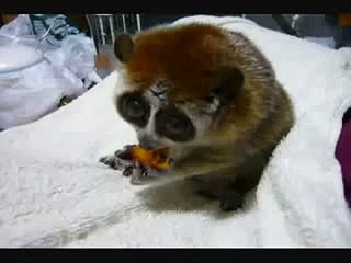 Cutest Animal - Slow Loris