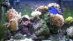 My Saltwater Reef Tank, 55 Gallon