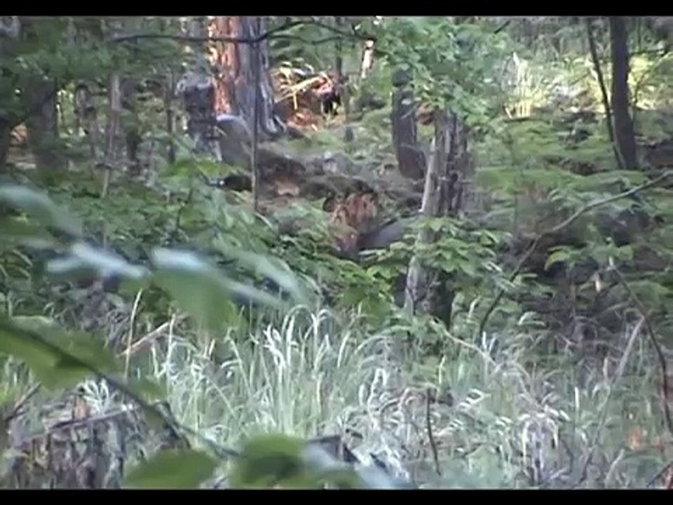 More wild boars