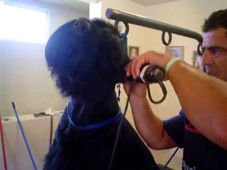 Corte de Pelo Schnauzer