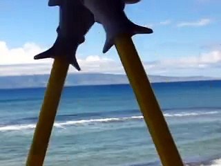 Shark attack off shore in Maui