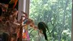 Loud Parrots - Sun Conure, Hahn's Macaw, Alexandrine Parakeet