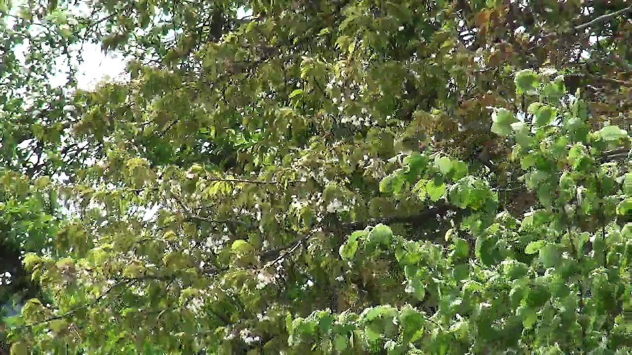 Test für Livestream 720p - 1.6MBit (REPLAY) - 2.5.  13:49 - 0:39