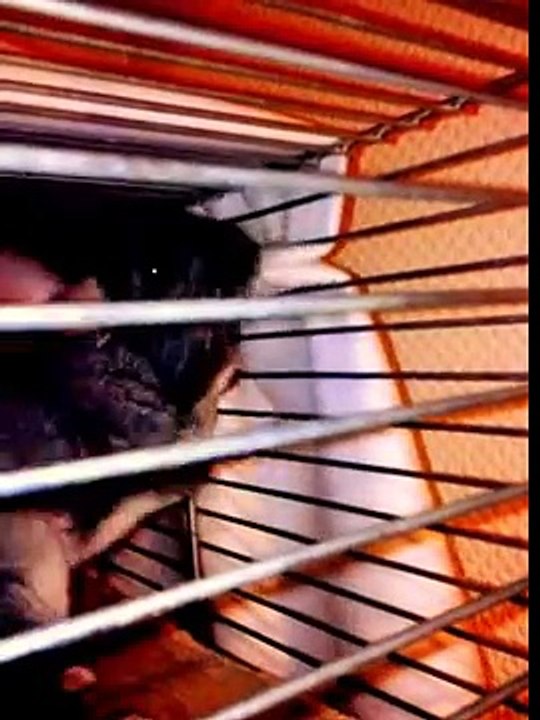 chinchilla determined & CRAZY ^^