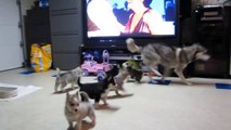 Siberian Husky Puppies malamutes HD drink milk run jump play