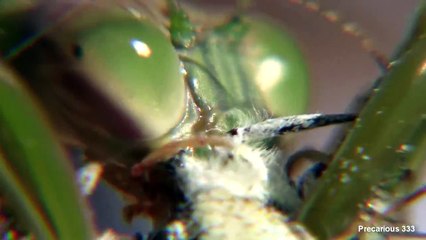 Wild Chinese Mantis pt.1 - eats butterfly & hangs with bumble bee