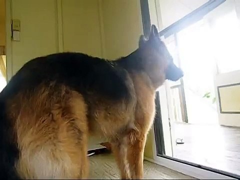 German Shepherd Barking & Growling