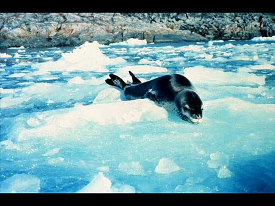 Killer Whale vs. Leopard Seal - video Dailymotion