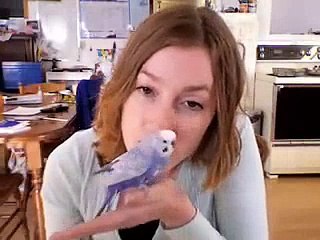 Budgies, parakeets, whatever you want to call 'em