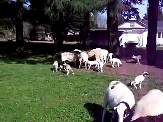 Sheep and lambs at feeding time...