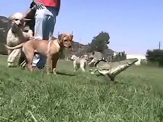 Funny! DRex at the dog park