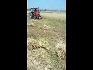 wheat cutting