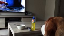 Proof that dogs see what's on tv! Beagle wants to rescue his friend Underdog.