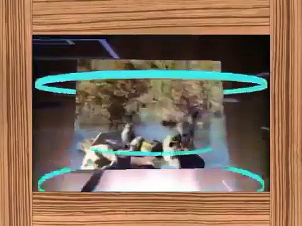 Animal attack compilation Amazing animal attack