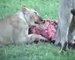 Animal Attack The Lions vs  Hyenas Huge    Young Hyenas Lions wild NEW@croos