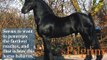 Hempfling - Horse-Characters 3 - All Riders Horsemanship Basics