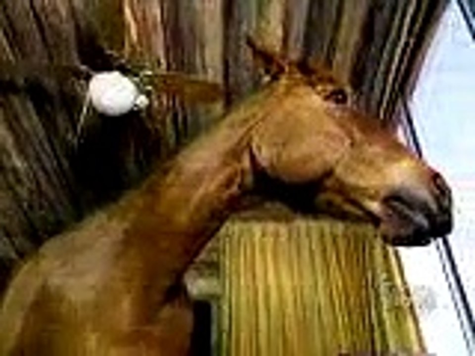 Misha the house horse