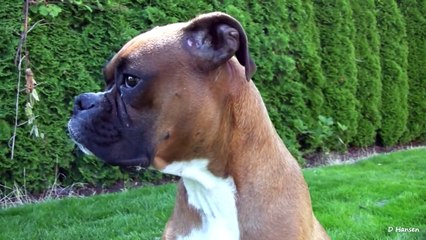 Amazing Boxer and her Puppies