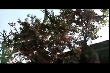 Carl Jung - Synchronicity