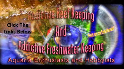 Algae Scrubber Cleanout #2