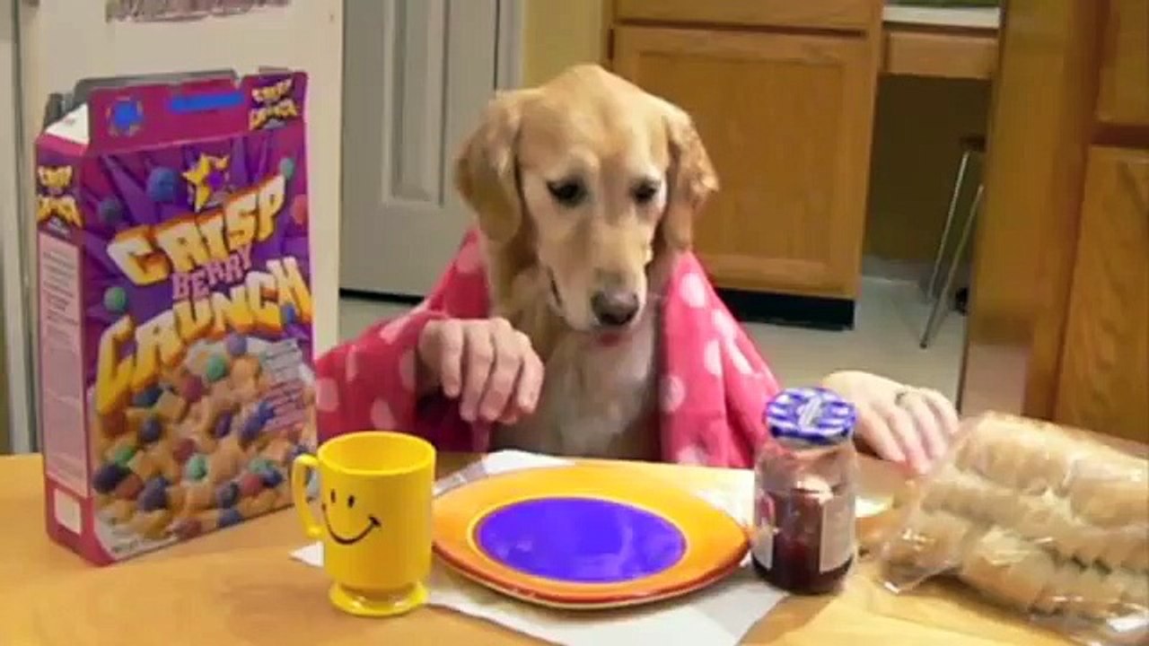 Ginger's Late-Night Snack