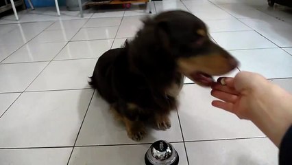 Smart Dog Rings Bell To Get Treats (Storyful, Dogs)