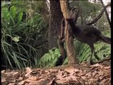 Attenborough: the amazing Lyre Bird sings like a chainsaw! Now in high quality - BBC Earth