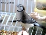 Bird Sexing (Visual):  3 Finch species - Parakeet - Dove