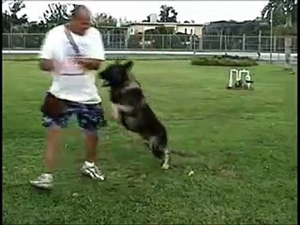 DEAD DOG
