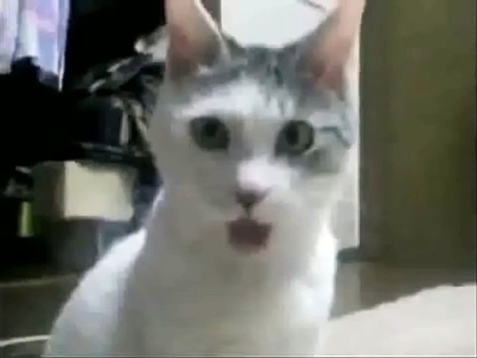 OMG Cat watches Orchestra Fail