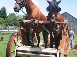 HORSES ON A TREADMILL