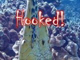 HOOKED (sea turtle trapped with gallon jug and fishing line)