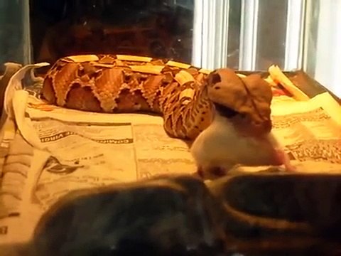 Gaboon Viper Eating