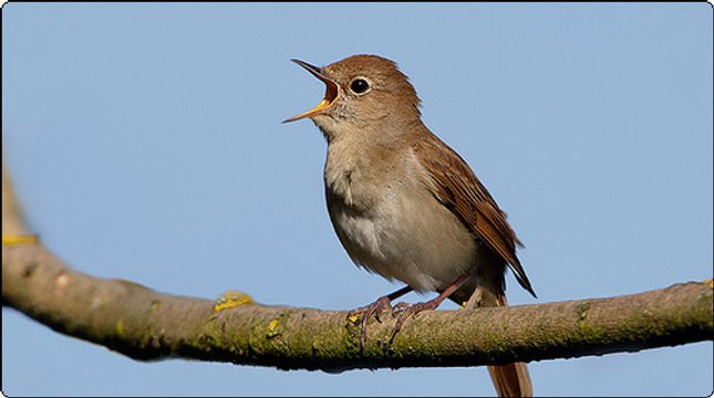 Русичи - Ты воспой в саду, соловейка HD 7523-2015