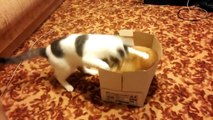 Kedilerin kutu kavgası