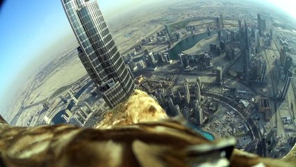 Dubai World Record Eagle Flight (uncut version, the full 5 minutes flight)