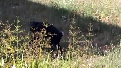 Bonobos Mate - Humping