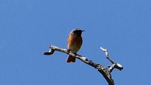 Ptice Hrvatske - Šumska crvenrepka, mužjak (Phoenicurus phoenicurus) (Redstart, male) (1/1)
