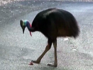 Discovery Tours Australia- Cape Tribualtion Tour