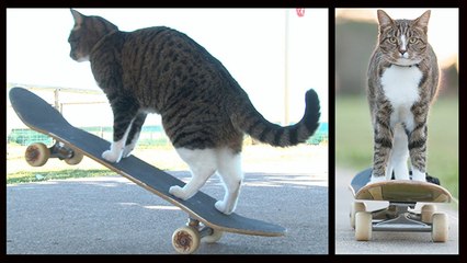 ♥ Un chat qui fait du skateboard ♥ [HD]