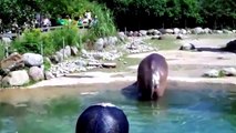 Hippo Swimming I Hippo Running I Amazing Hippo Videos Compilation [Full]