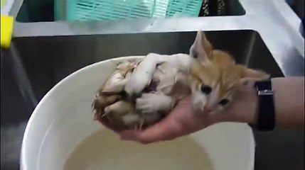 Pobre gatito bebe le urge un primer baño