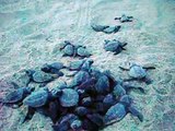 Nacimiento de tortugas marinas en playa la Escobilla Oaxaca