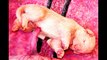 ✔ Super Cute Baby Animals Inside Mothers Womb ~ Fetal Photographs (3D option)
