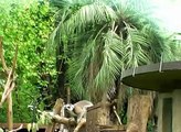 Monkeys - Scimmie al Bioparco di Roma - Click High Quality