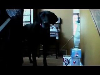 Labrador-K! Reasons why I LOVE my black lab dog