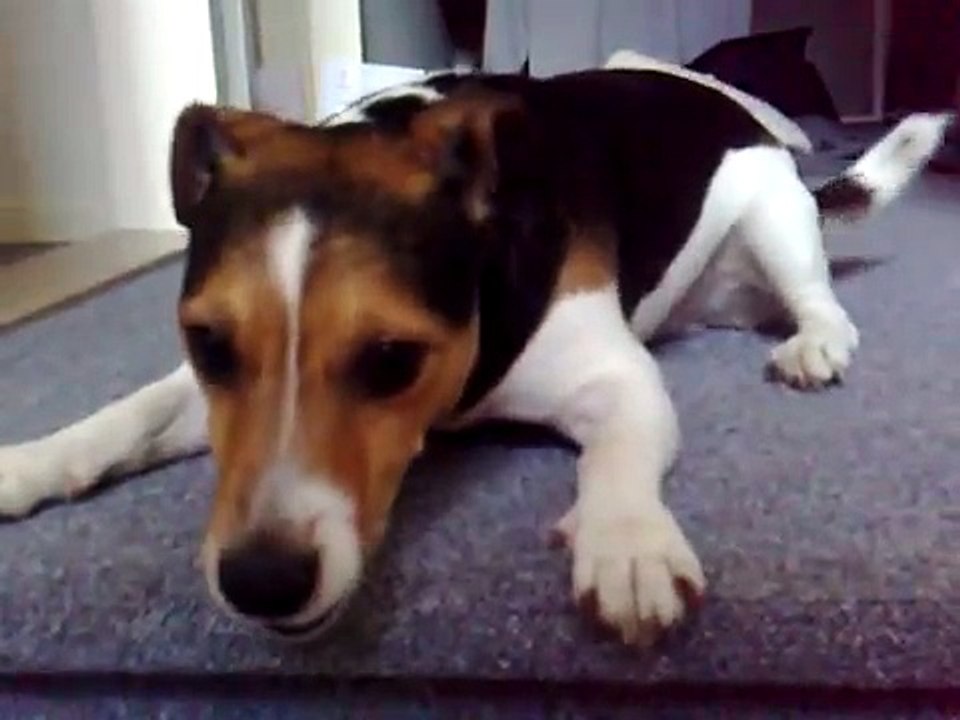 Hondje doet gek