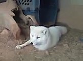 Arctic fox being bugged by fly. Funny!