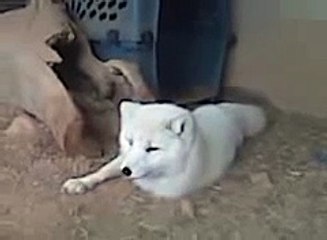 Arctic fox being bugged by fly. Funny!
