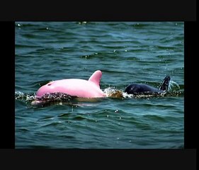 Rare Pink Dolphin Discovered